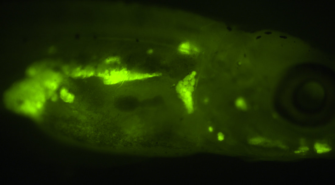 Lateral view of a zebrafish developmentally-exposed to nonylphenol ethoxylate and aged to 30 days. Nile Red stain fluorescently labels the fat cells throughout the fish.